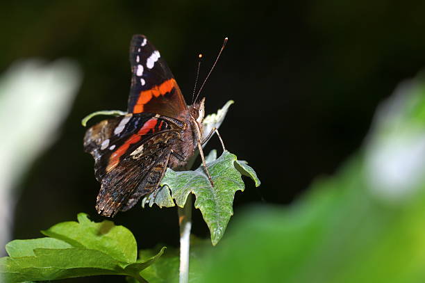 Butterfly stock photo