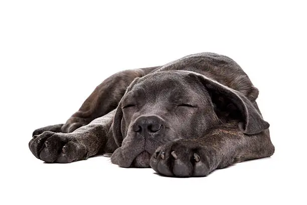 sleeping grey cane corso puppy dog inlaying down front of a white background
