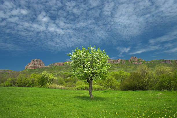 Spring tree stock photo