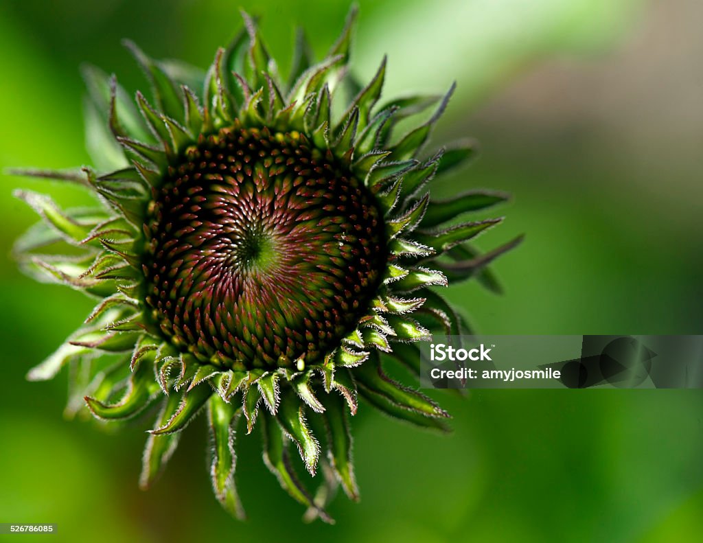 Echinacea Flower before it begins to bloom. Looking at the center of the echinacea flower before it begins to open. Alternative Medicine Stock Photo