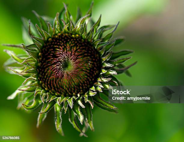 Echinacea Flower Before It Begins To Bloom Stock Photo - Download Image Now - Alternative Medicine, Beauty, Beauty In Nature