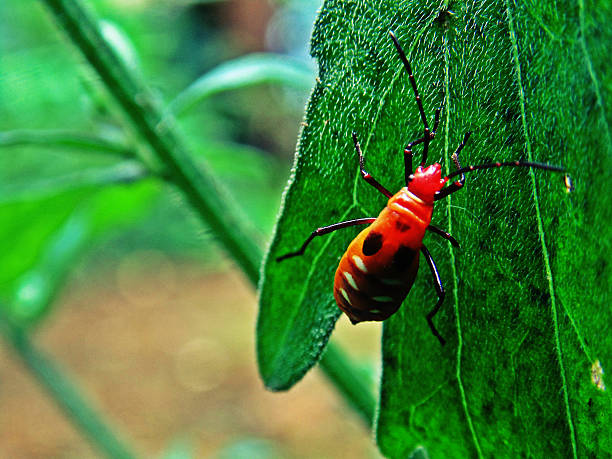 istock neolema beetle with black and white spot 526786559