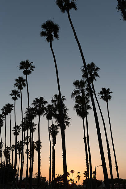 istock California sunset Palm tree rows in Santa Barbara 526786899