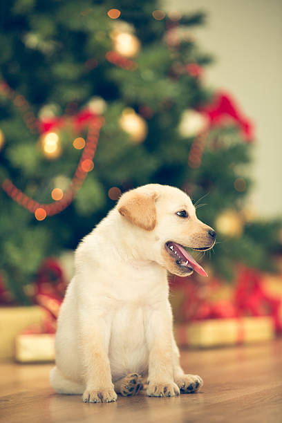 istock Labrador retriever puppy in front of Christmas tree 526787079