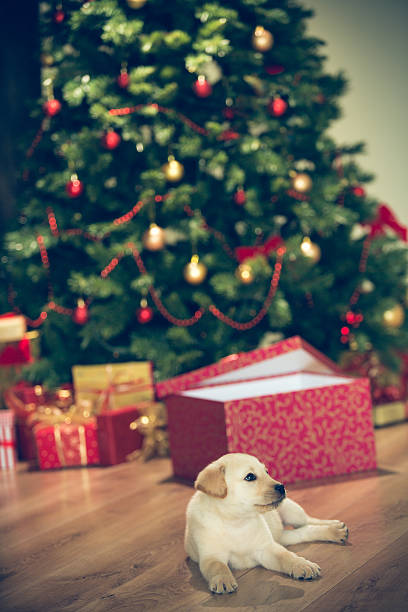 istock Puppy for Christmas 526787081