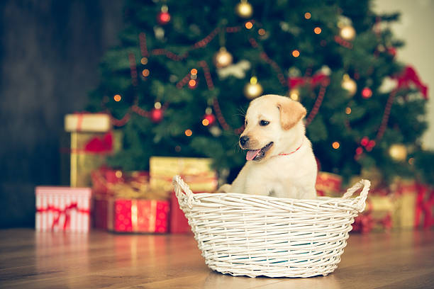 istock Labrador puppy in a basket in front of Christmas tree 526787089
