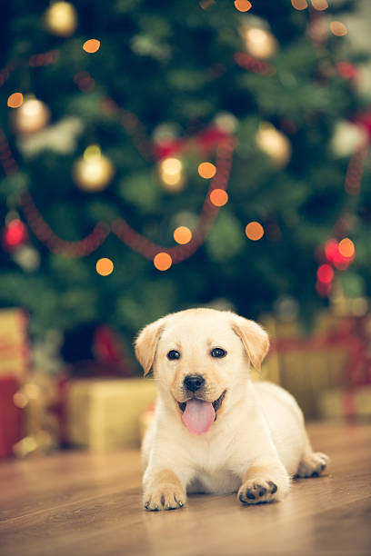 istock Puppy and Christmas 526787091