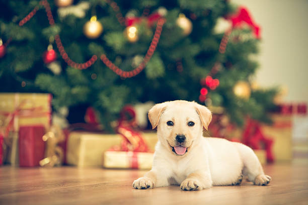 istock Puppy and Christmas 526787097