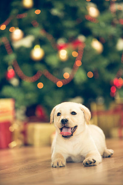 istock Puppy and Christmas 526787103