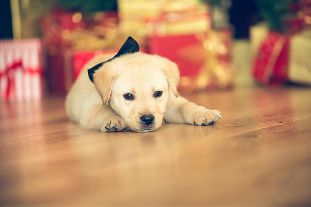 istock Cute puppy with bow tie on the floor 526787115