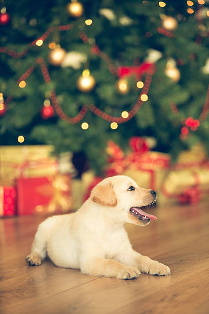 istock Little dog and Christmas tree 526787117