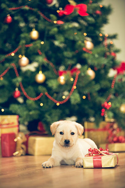 istock Cute labrador puppy and Christmas presents 526787119