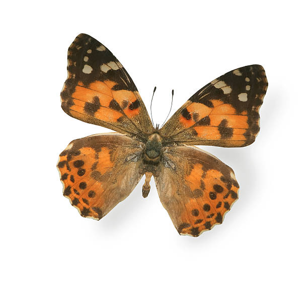 istock Big tiger butterfly isolated on white background 526787495