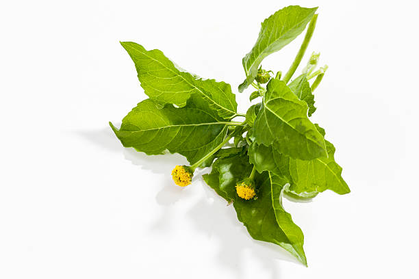 istock Jambu, Paracress, Acmella oleracea, spice herb, healing plant on white 526788023