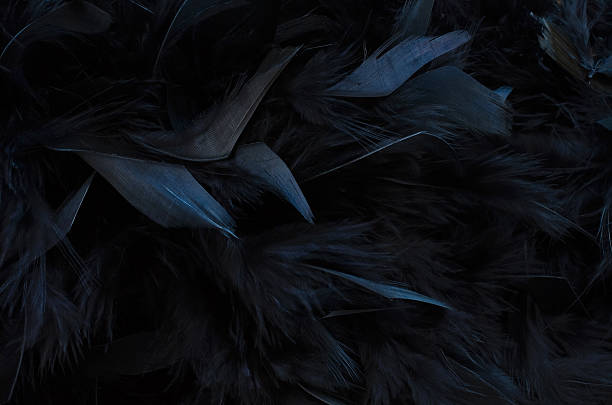 istock close up of black Feathers - textured background 526788677