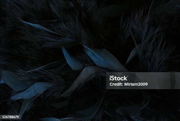 Black Feathers Stock Photo - Download Image Now - Feather, Black Color,  Abstract - iStock