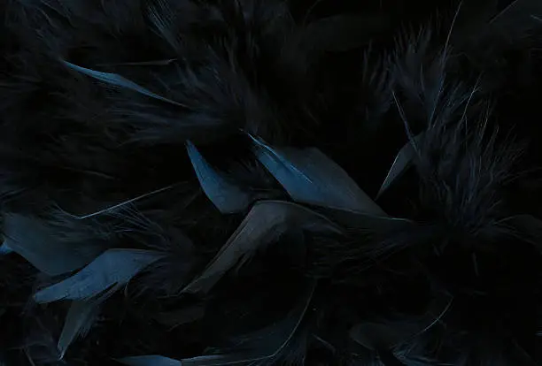 Photo of black feathers