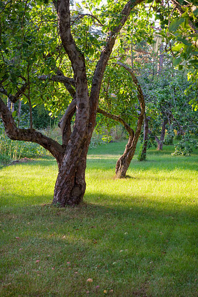 Чем замазывать срезы и спилы после обрезки плодовых деревьев?