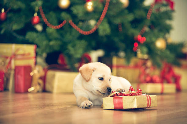 istock Little puppy with Christmas present 526789623