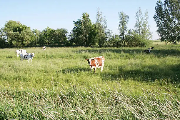 Photo of Cow on a green meadow