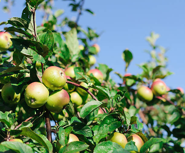 istock Red apples on the branch of an apple-tree 526789919