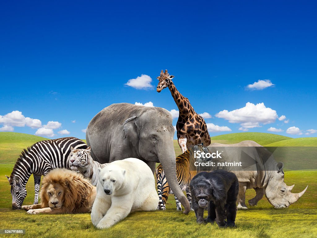 Wild  animals group Wild animals group Zoo Stock Photo