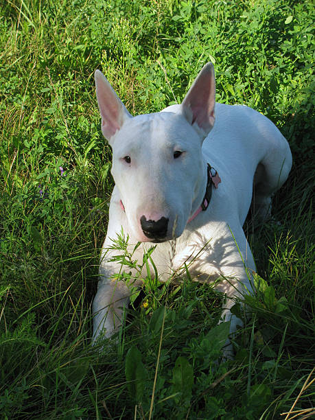 istock English bull Terrier walks outdoors in the summer 526806269