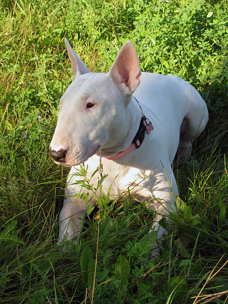 istock English bull Terrier walks outdoors in the summer 526806279