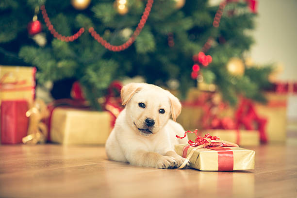 istock Cute puppy celebrating Christmas 526806581
