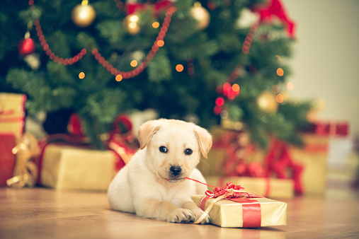 Cute little dog, labrador retriever on the floor in front of the Christmas tree.