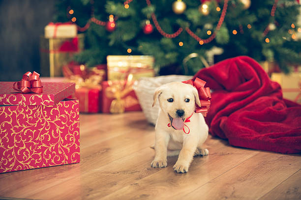 istock Cute little dog for Christmas holidays 526806587