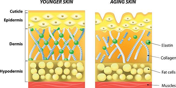 younger skin and older skin younger skin and aging skin. elastin and collagen. A diagram of younger skin and aging skin showing the decrease in collagen and broken elastin in older skin. human collagen stock illustrations
