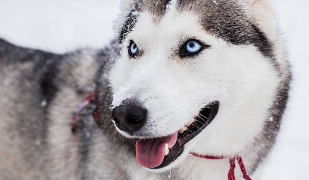 istock Portrait of a Siberian Husky. 526809431