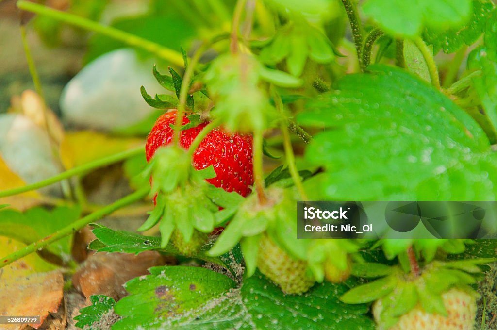 strawberry bush with ripe red berries Agriculture Stock Photo