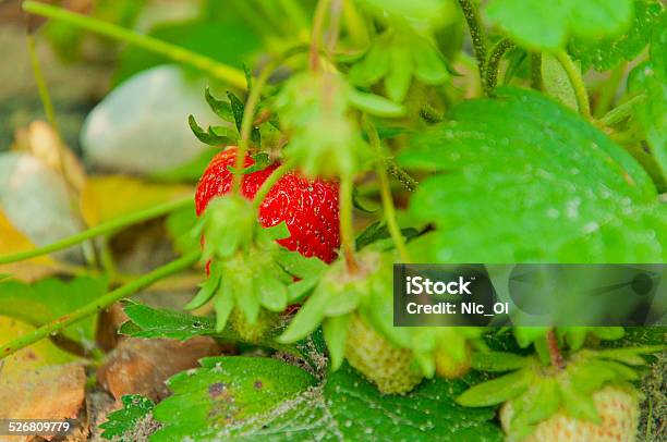 Strawberry Bush With Ripe Red Berries Stock Photo - Download Image Now - Agriculture, Berry Fruit, Florist