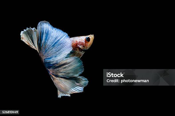 Fighting Fish Stock Photo - Download Image Now - Aggression, Animal, Blue