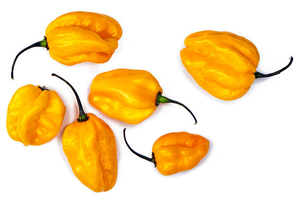 istock Yellow habanero peppers 526810945