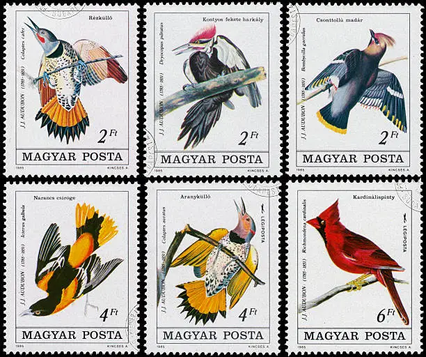 HUNGARY - CIRCA 1985: A stamp printed in Hungary from the "Birth Bicentenary of ornithologist John J. Audubon " issue shows Common Flicker (Colaptes cafer), circa 1985.