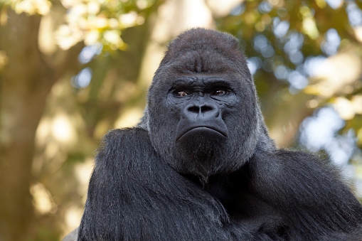 Portrait of a gorilla silverback