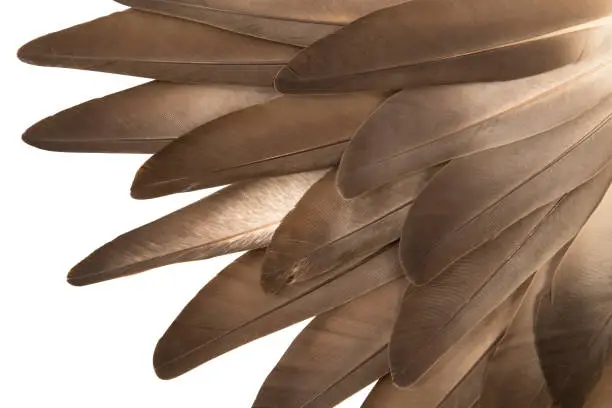 Photo of Gray feathers