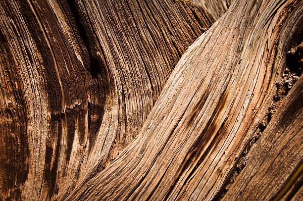 istock Close up of a dead tree background 526812891
