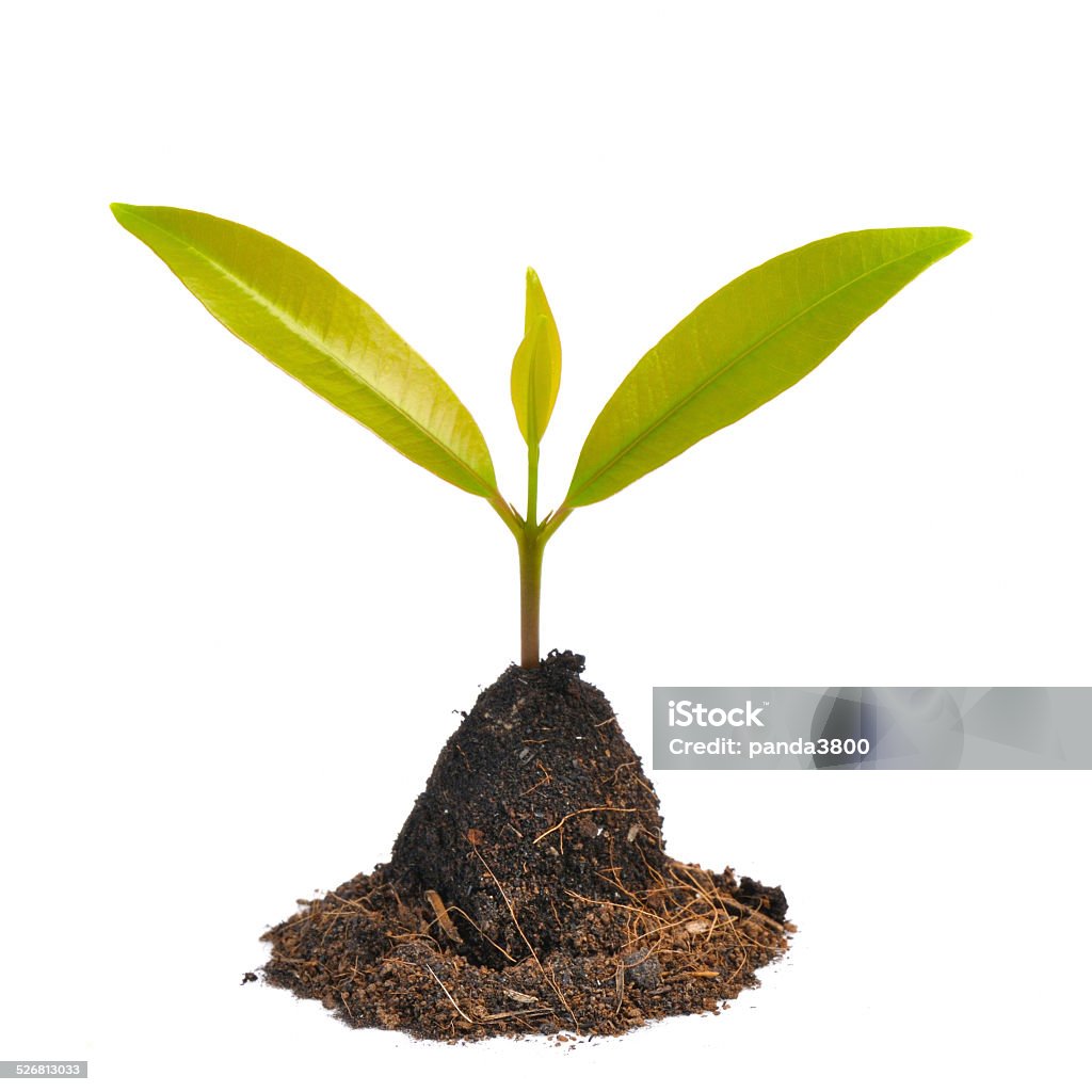 young green plant isolated on white background Agriculture Stock Photo