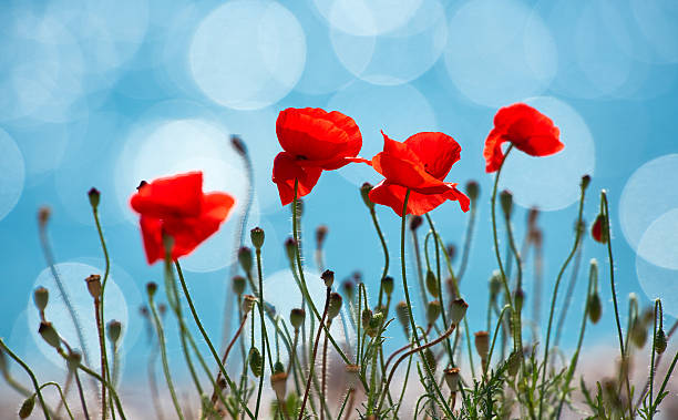 istock vibrant beautiful red poppies 526818968