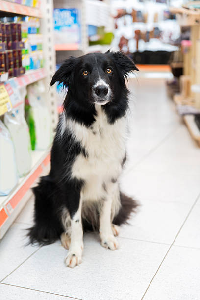 istock Cute Border Collie in pet store 526819366