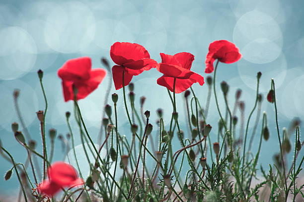 istock beautiful poppies in nature 526819732