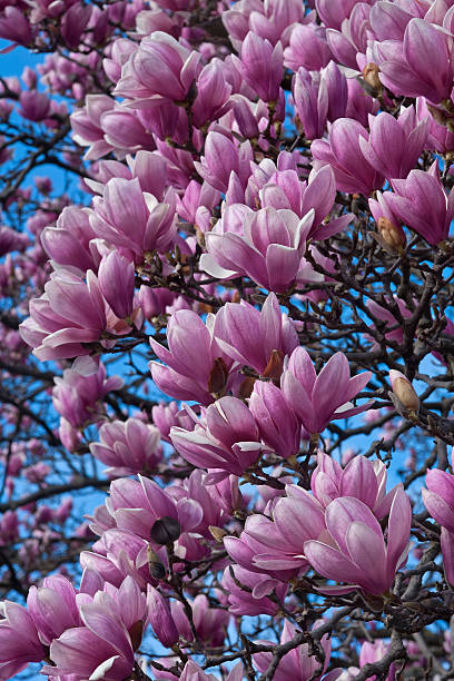 istock Saucer magnolia flowers 526819802