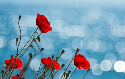 vibrant red poppies in spring day, reflections of the sunbeams in the sea side.