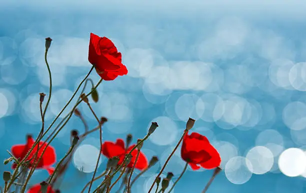 Photo of selective focus on red poppies