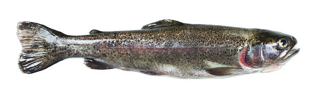 istock Small fresh rainbow trout, Oncorhynchus mykiss isolated on white background 526820494