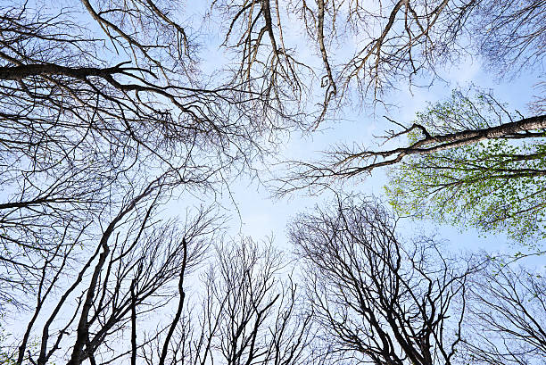 istock View bottom to top at trees on blue sky 526820550